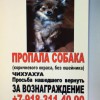 Пропала Собака
