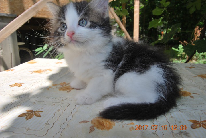 Котята 2 месяца в добрые и ответственные руки