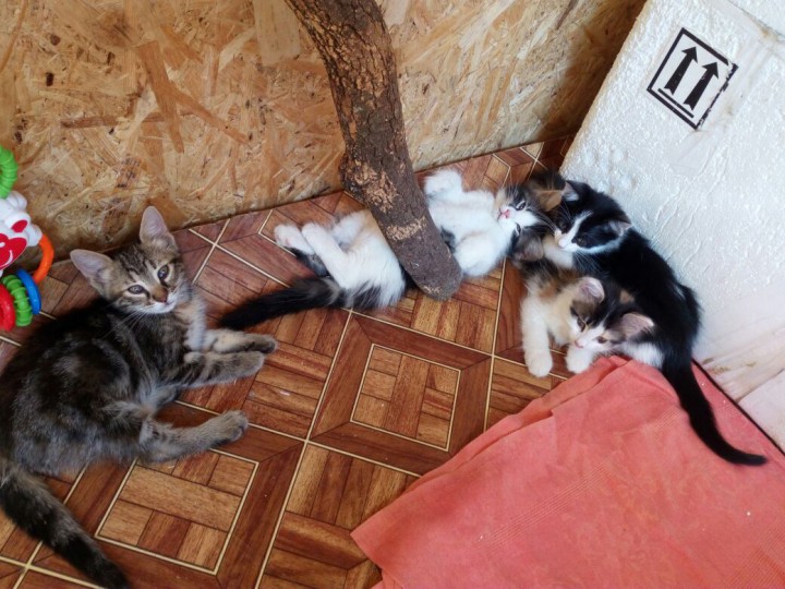Котята 2 месяца в добрые и ответственные руки