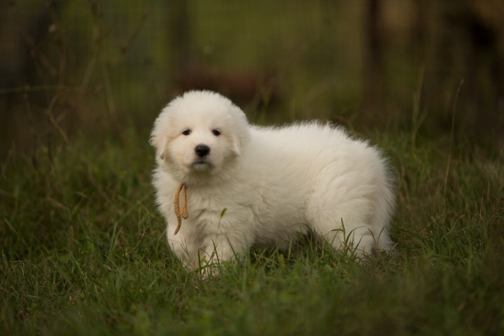 Щенки мареммо-абруцкой овчарки