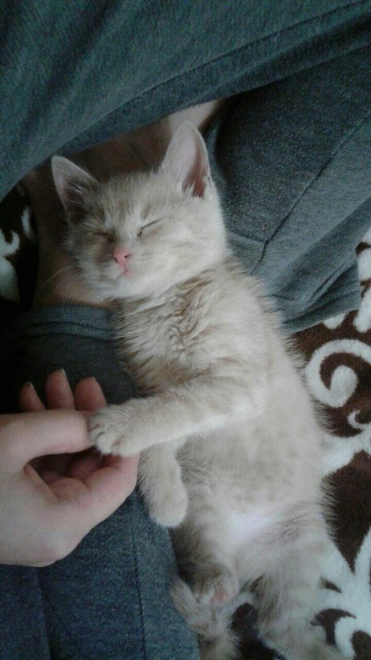 Котенок в добрые руки