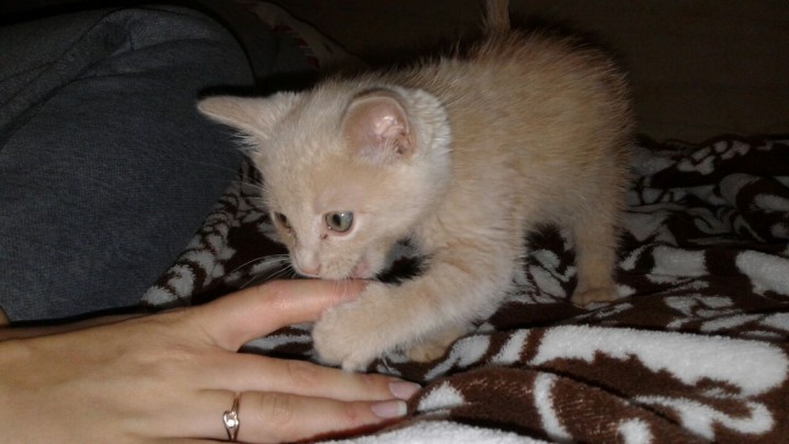Котенок в добрые руки