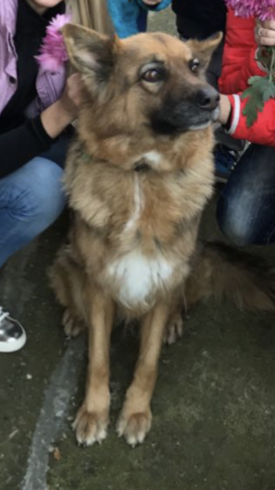 Пропала овчарка