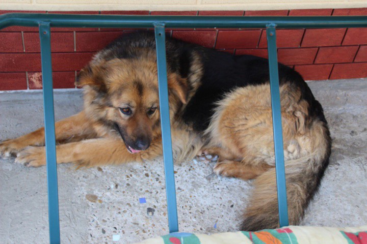 Пропала овчарка