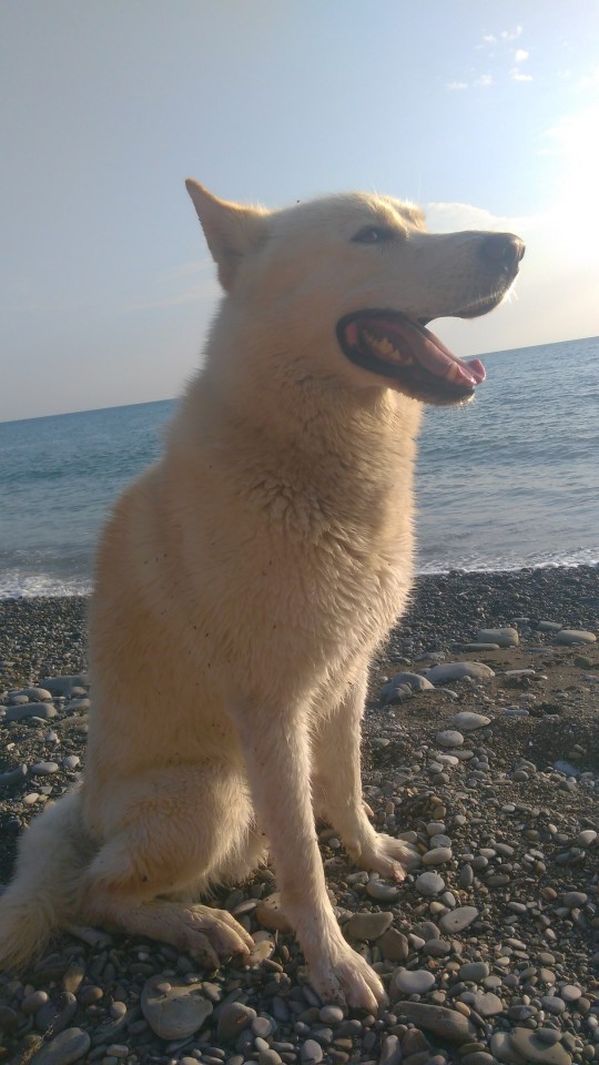 ПРОПАЛ ДОМАШНИЙ ЛЮБИМЕЦ