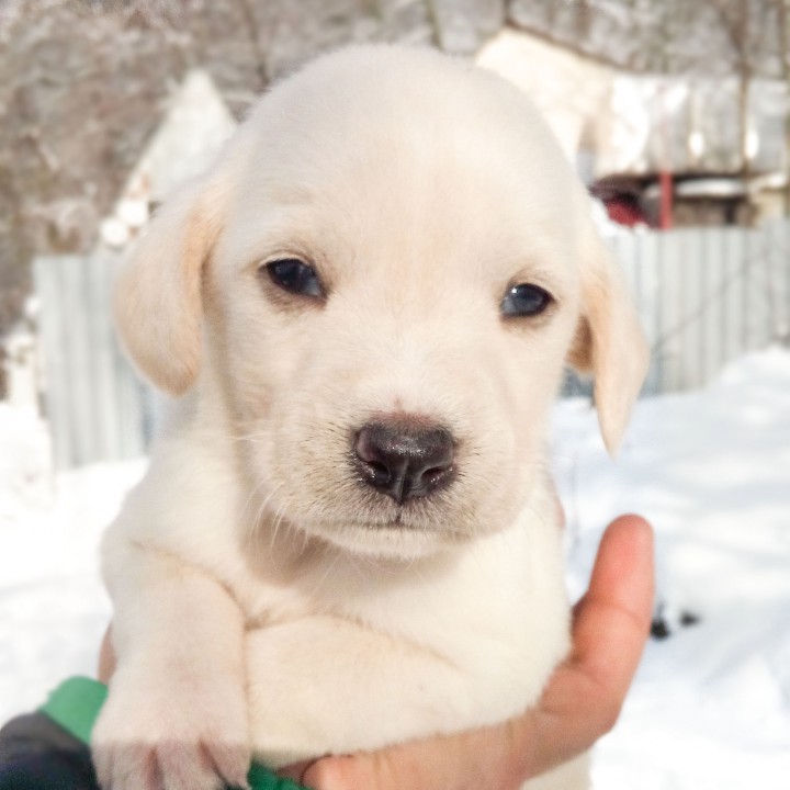 спасенные щенки ищут теплый дом и ответственного и любящего хозя