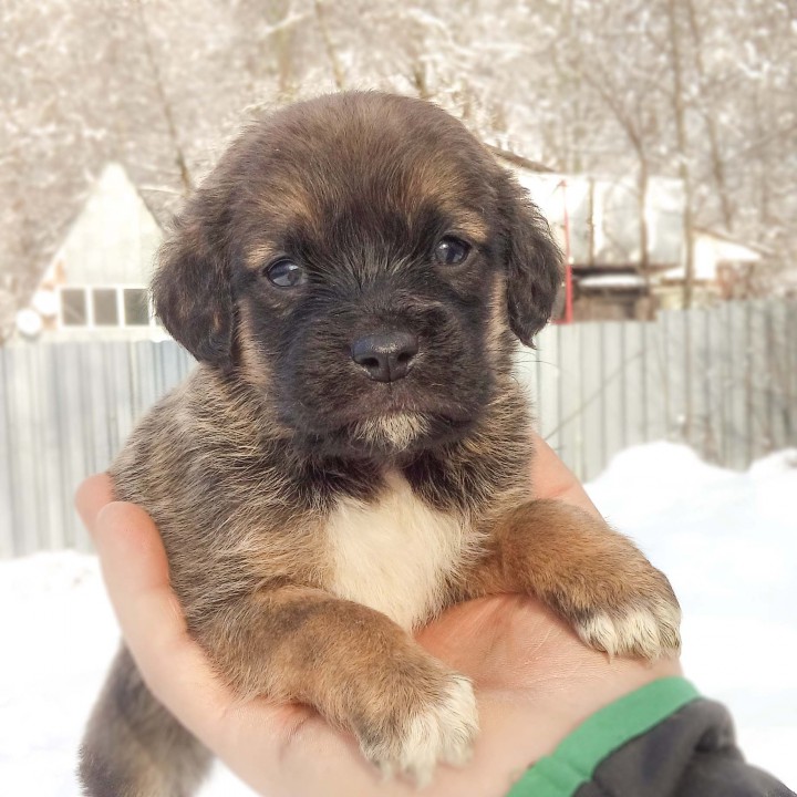 спасенные щенки ищут теплый дом и ответственного и любящего хозя