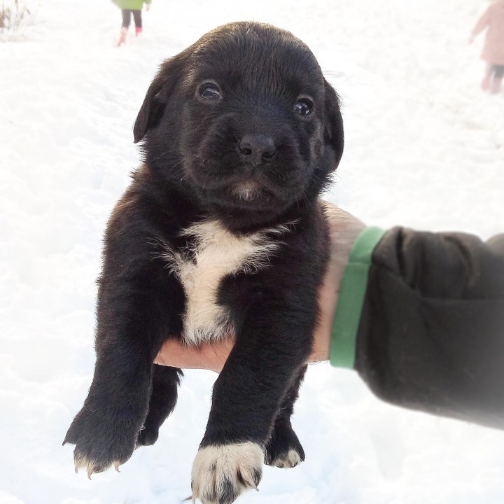 спасенные щенки ищут теплый дом и ответственного и любящего хозя