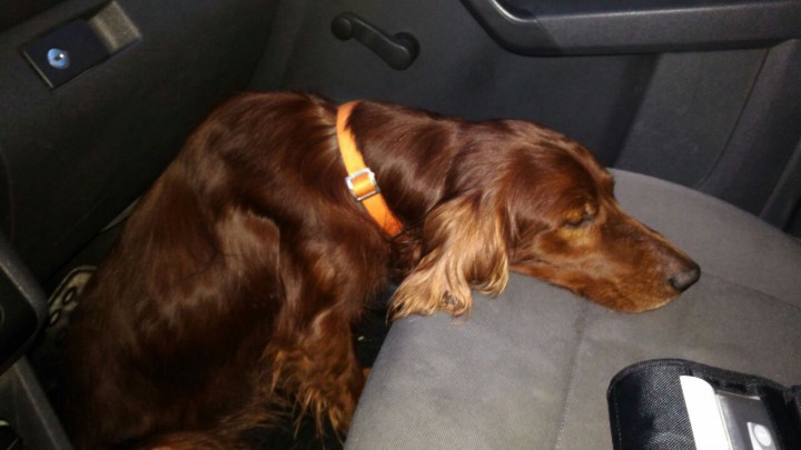 Найдена собака !  