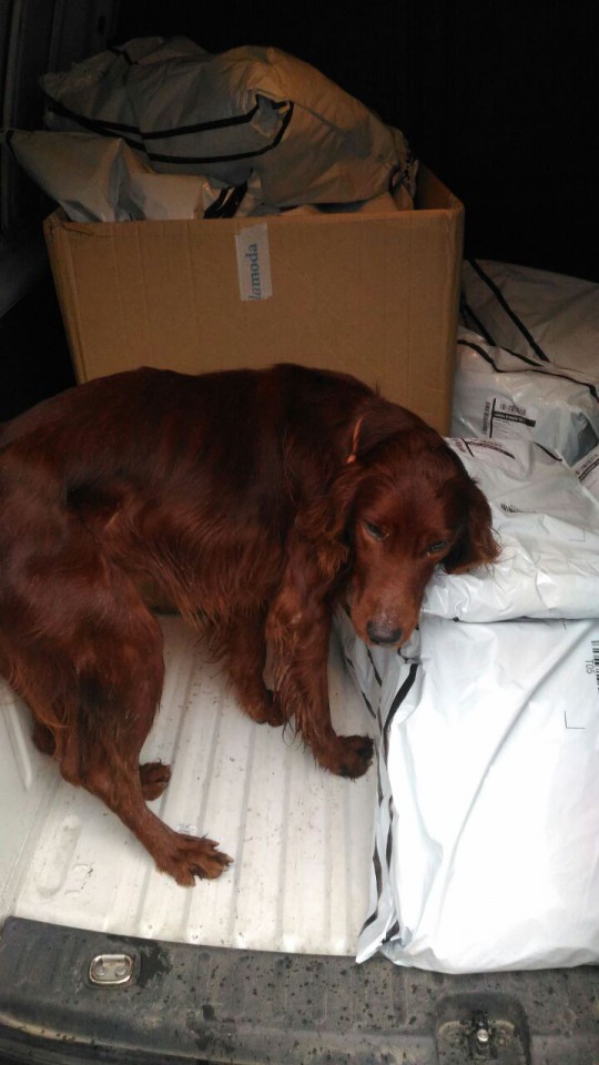 Найдена собака !  