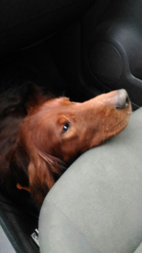 Найдена собака !  