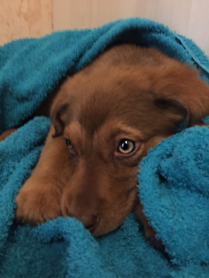 Щенок с уникальными глазами