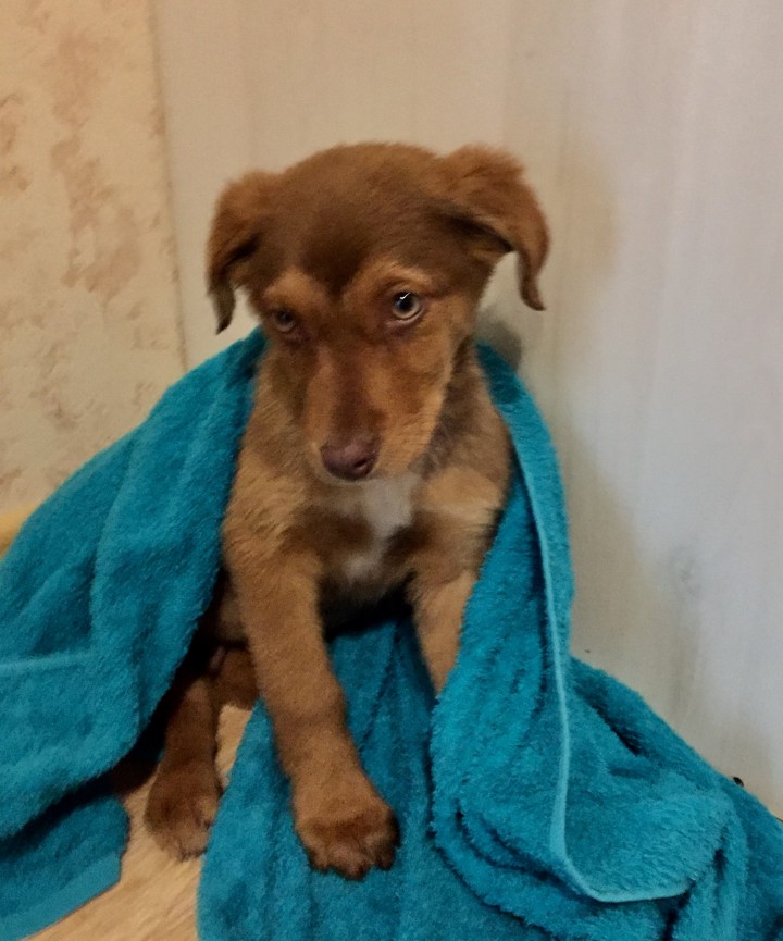 Щенок с уникальными глазами