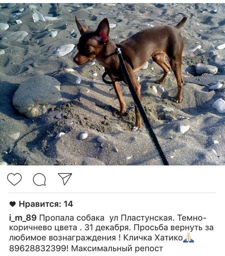 ПРОПАЛА СОБАКА!!!!