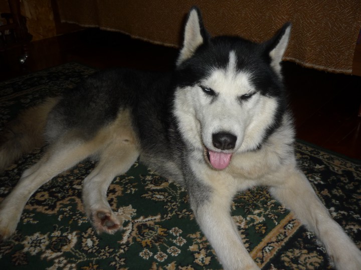 найдена собака хаски 