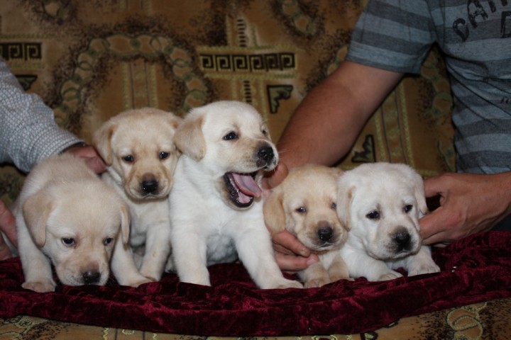 Лабрадор-ретривер