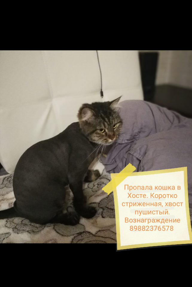 Пропала кошка 