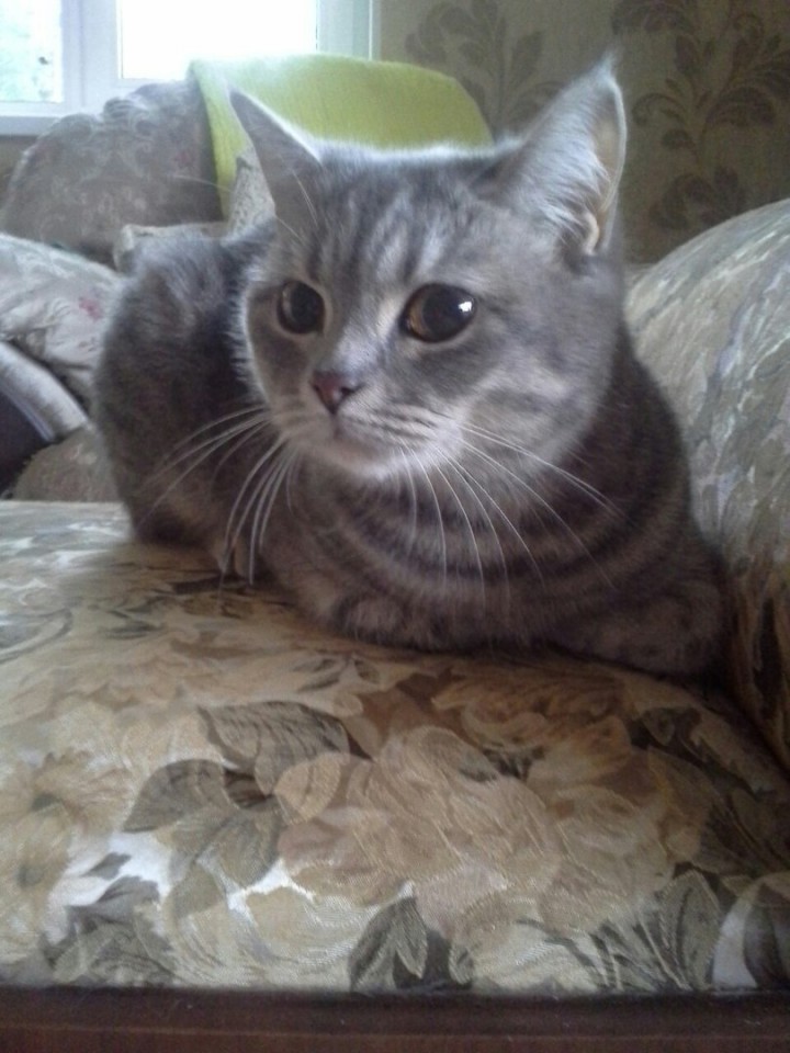 Отдадим кошечку в хорошие руки!