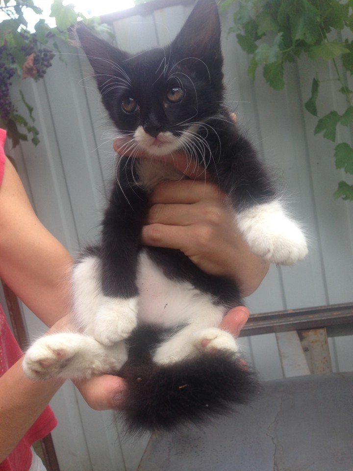 Котята от крысоловки-красивые мальчики 