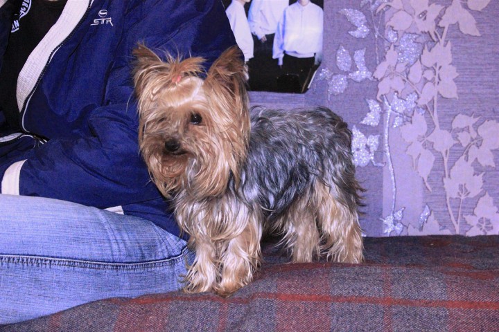 Найден йоркширский терьер