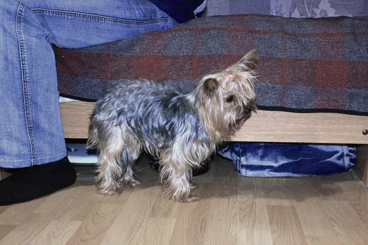 Найден йоркширский терьер