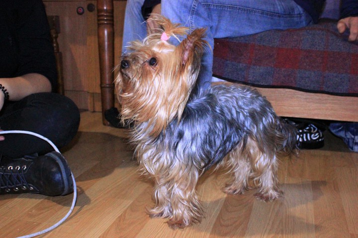 Найден йоркширский терьер