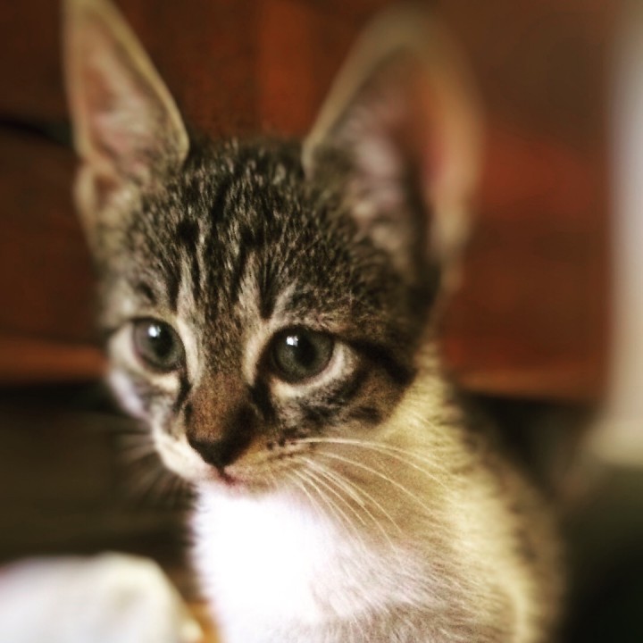 Котёнок в добрые руки 