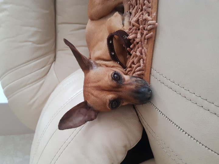 НАЙДЕНА СОБАКА ИЩЕМ ХОЗЯИНА