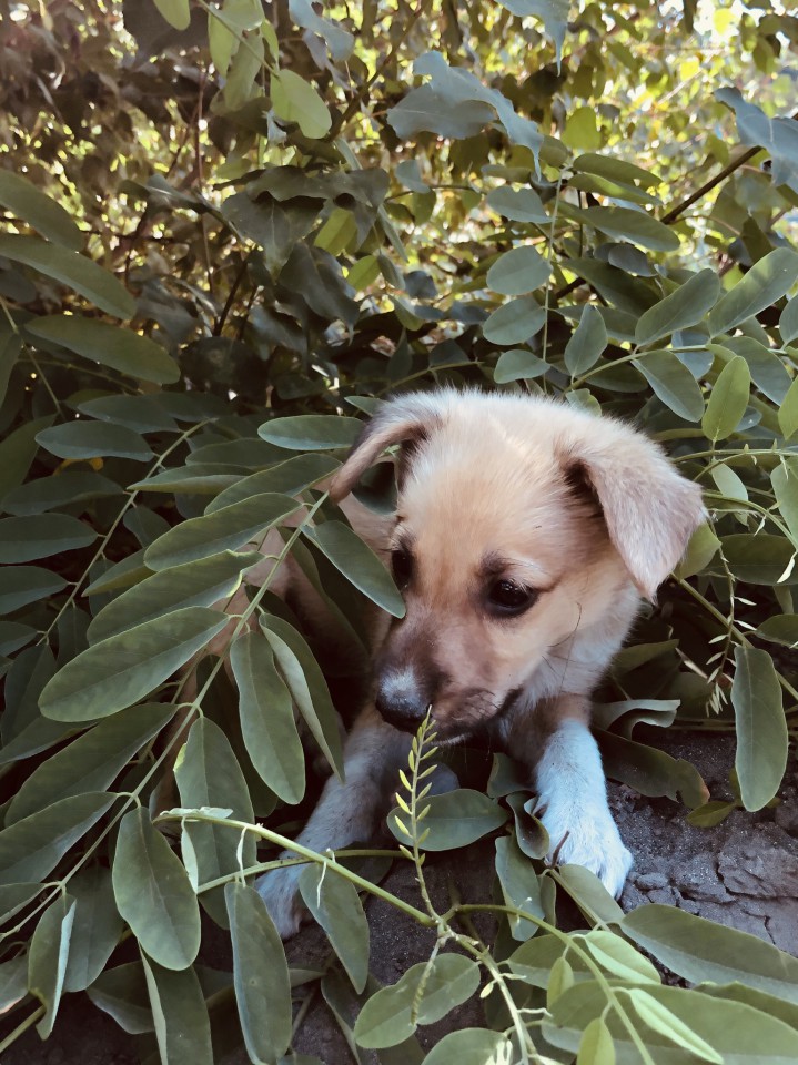 ОТДАМ ЩЕНКА В ДОБРЫЕ РУКИ!