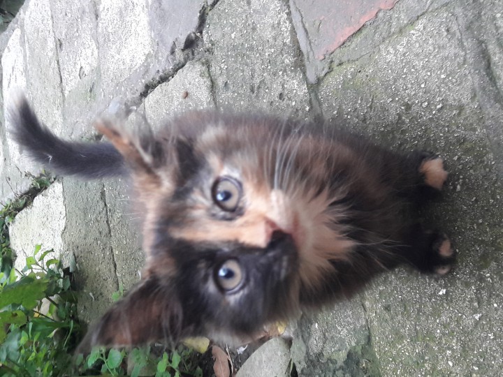 Подарите котятам дом