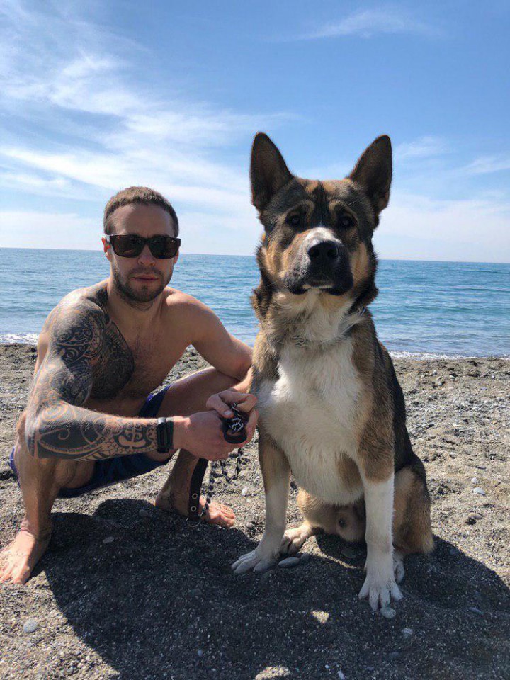 Вязка (кабель) Американская Акита