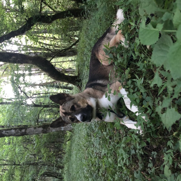 Вязка (кабель) Американская Акита