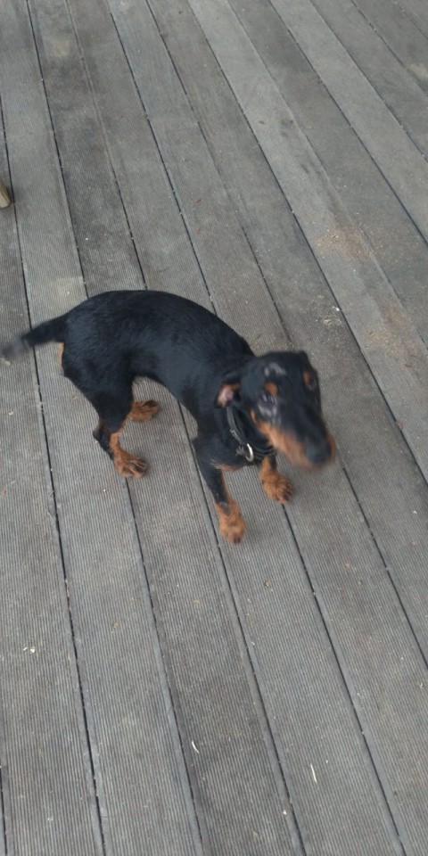 Потерялась собака породы ягд-терьер