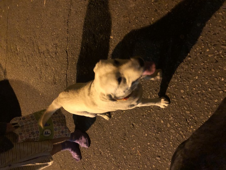 Бездомный лабрадор. 