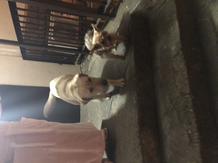 Бездомный лабрадор. 