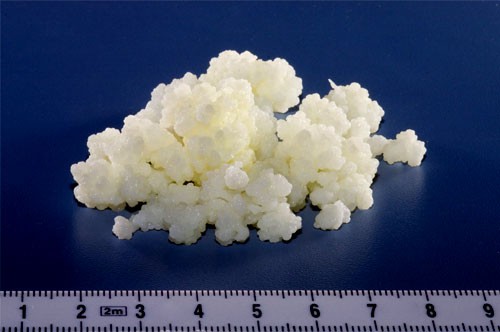 Поделитесь молочным грибом