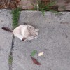 Сиамский кот: отслужил, старый , выбросим?