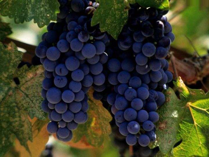 Помогу собрать виноград