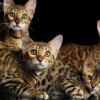 Бенгальские котята. Ручные мини-леопардики!