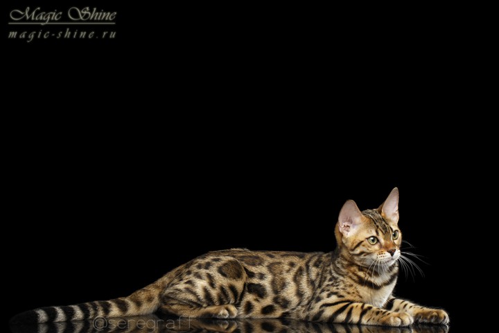 Бенгальские котята. Ручные мини-леопардики!