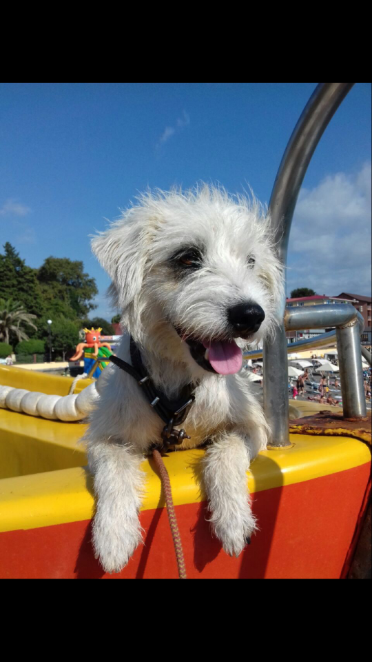 В Адлере пропала собака