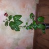  Гибискус (Китайская роза) махровый красный