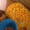 Продам мандарины в абхазии