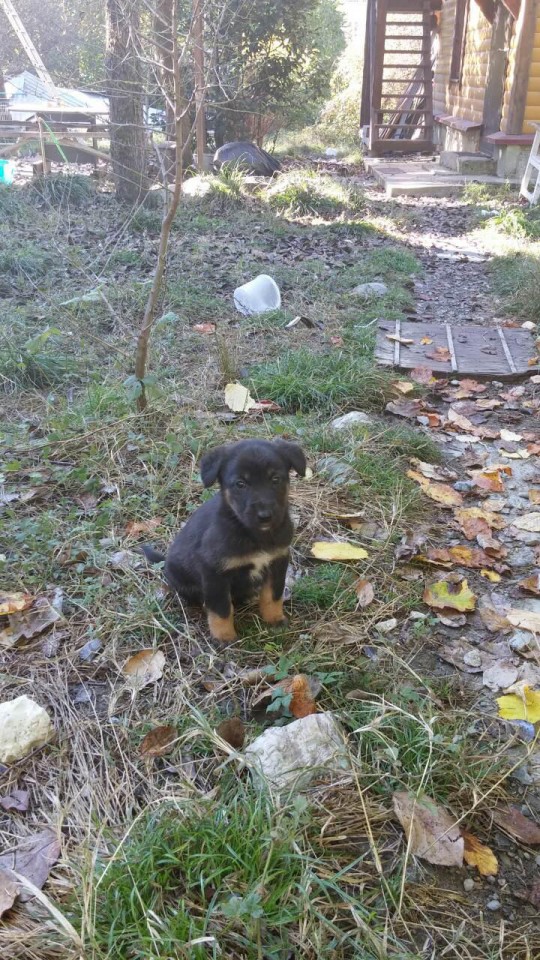 Отдам в добрые руки 5 овчарят