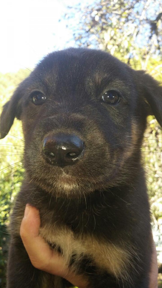 Отдам в добрые руки 5 овчарят