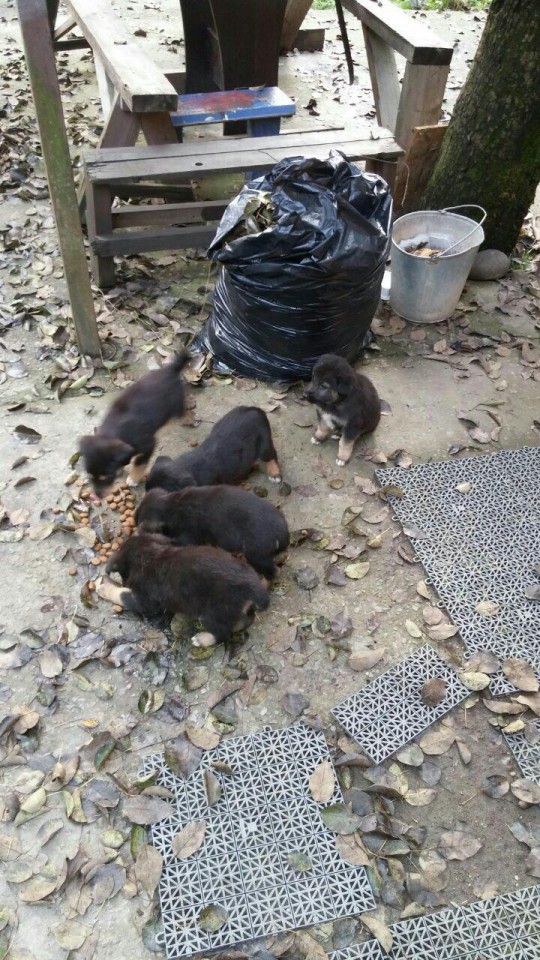 Отдам в добрые руки 5 овчарят