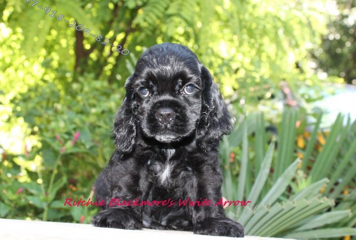 Продается американский кокер-спаниель