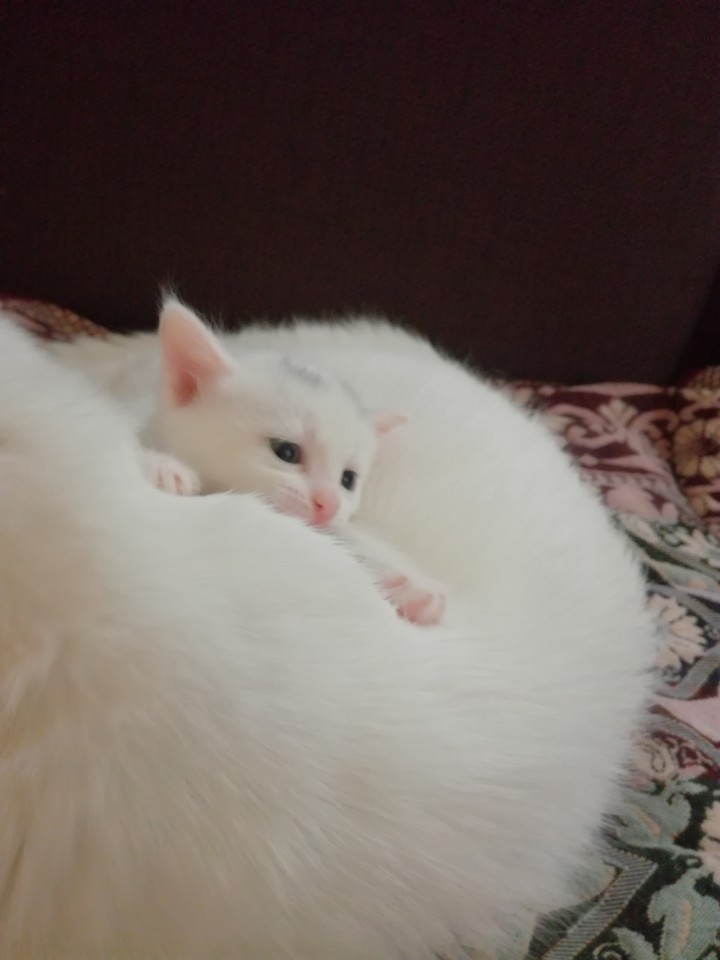 Бесплатно  белые пушистые котята