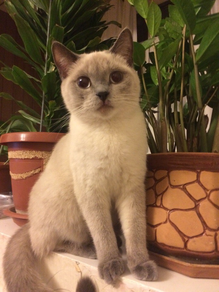 потерялась кошка