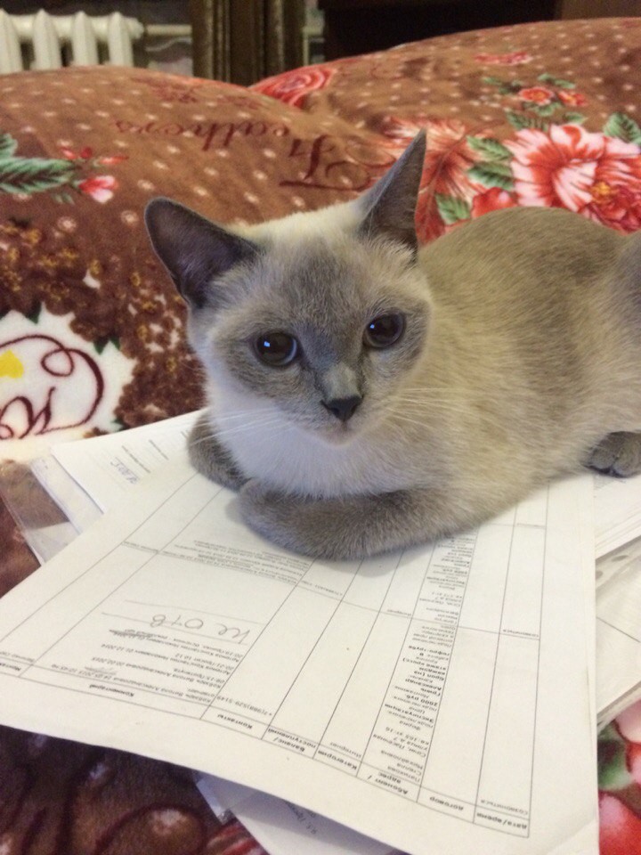 потерялась кошка